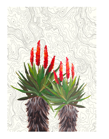 SoyLites Cape Aloes Gift Card